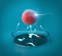 【科普】胚胎发育之试管婴儿移植攻略