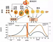 <b>这样做卵泡监测，试管婴儿成功率更高！</b>