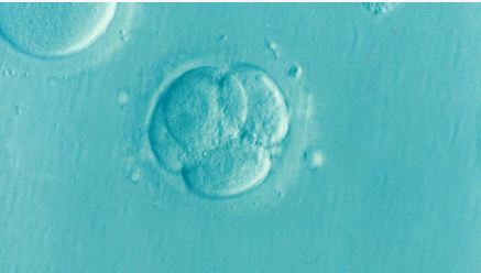 选择等级高的胚胎移植能保证一次成功吗？